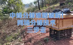 中蜂分群技术要点有哪些？