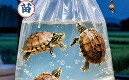 茂名中华草龟苗价格多少？电话多少？