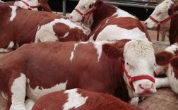 母牛养啥品种效益高？