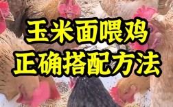 养鸡的正确技术和方法