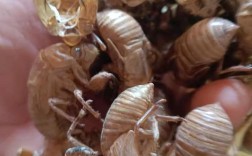 地龙养殖前景与当前价格走势如何？