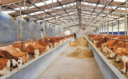 肉牛快速催肥技术有哪些关键点？