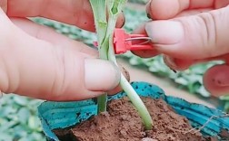 西瓜嫁接技术要点有哪些？