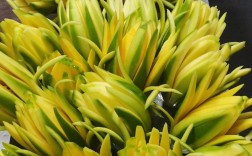 芒果品种花卉有哪些？