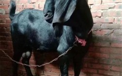 纯黑色绵羊是哪个稀有品种？