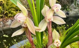 春兰哪些品种叶片偏短？