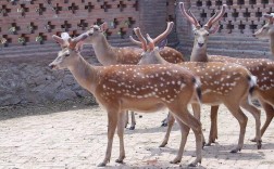 旗鹿梅花鹿哪个品种好