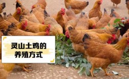 山鸡养殖技术视频有哪些要点？