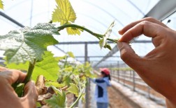 葡萄原料技术视频有哪些关键点？