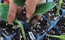 香瓜嫁接技术过程视频