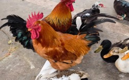 生态放养土鸡，技术要点有哪些？