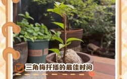 梅花嫁接插条如何高效养殖？