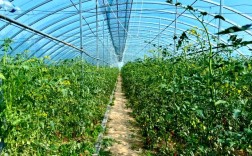 西红柿冬季种植视频有哪些关键技术？