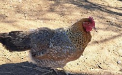 什么鸡品种产蛋量最高？