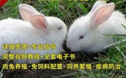 兔子养殖技术视频有哪些关键点？