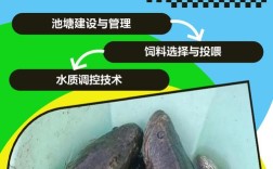 人工黑鱼繁殖技术视频，关键步骤有哪些？