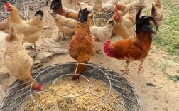 土鸡生态养殖技术视频，关键要点有哪些？