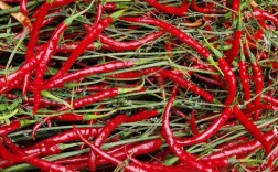 红色辣椒品种有多少？