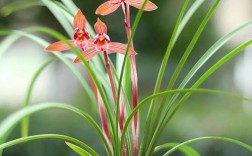 兰花品种与图片大全有哪些？