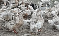 湖南水鸭价格为何被淘汰？