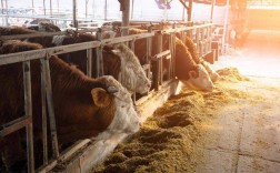 日本肉牛养殖技术有哪些核心秘诀？