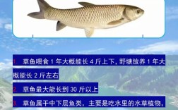 草鱼消毒技术要点有哪些？