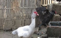 白羽肉鸭品种知多少？