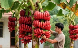 香蕉种植技术农广天地有何关键要点？