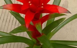 鸿运当头花什么品种最值得养？