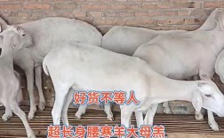 小尾寒羊与吉林白条价格有何关联？