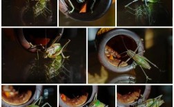 蝈蝈养殖技术视频怎么学？