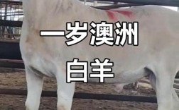 澳洲羊主要是什么品种？