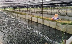 云南蟾蜍养殖技术培训学什么？