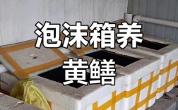 室内黄鳝养殖技术怎么掌握？