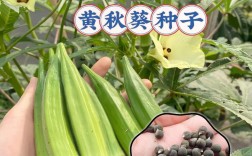 黄秋葵品种有哪些？科技苑推荐哪款好？