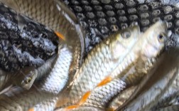 野生鱼苗养殖技术视频