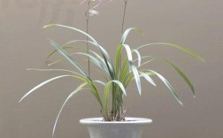 耐寒兰花品种有哪些？