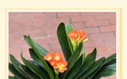 君子兰新品种如何高效培育？