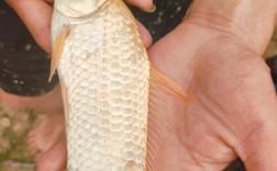 金鲫鱼养殖技术视频有哪些关键要点？