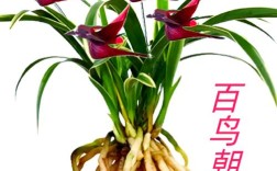 兰草品种最多的国家是哪里？