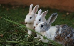 狐狸夏季取皮可行吗？价格几何？