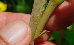 盆景果树嫁接技术视频，新手必看？