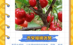 国内大樱桃常见品种有哪些？