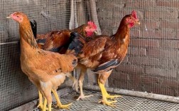 山东有哪些知名地方土鸡良种？