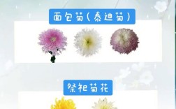 非洲菊哪些品种好养又省心？