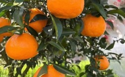柑桔最新品种有哪些？
