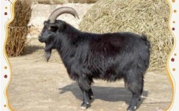 甘肃黑山羊是哪个品种？