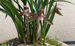 春兰高叶有什么品种