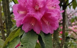 杜鹃花有哪些常见品种？