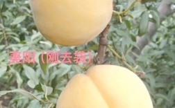 辽宁桃子新品种哪个口感甜、产量高且抗病性强？适合当地种植的优质品种推荐有哪些？